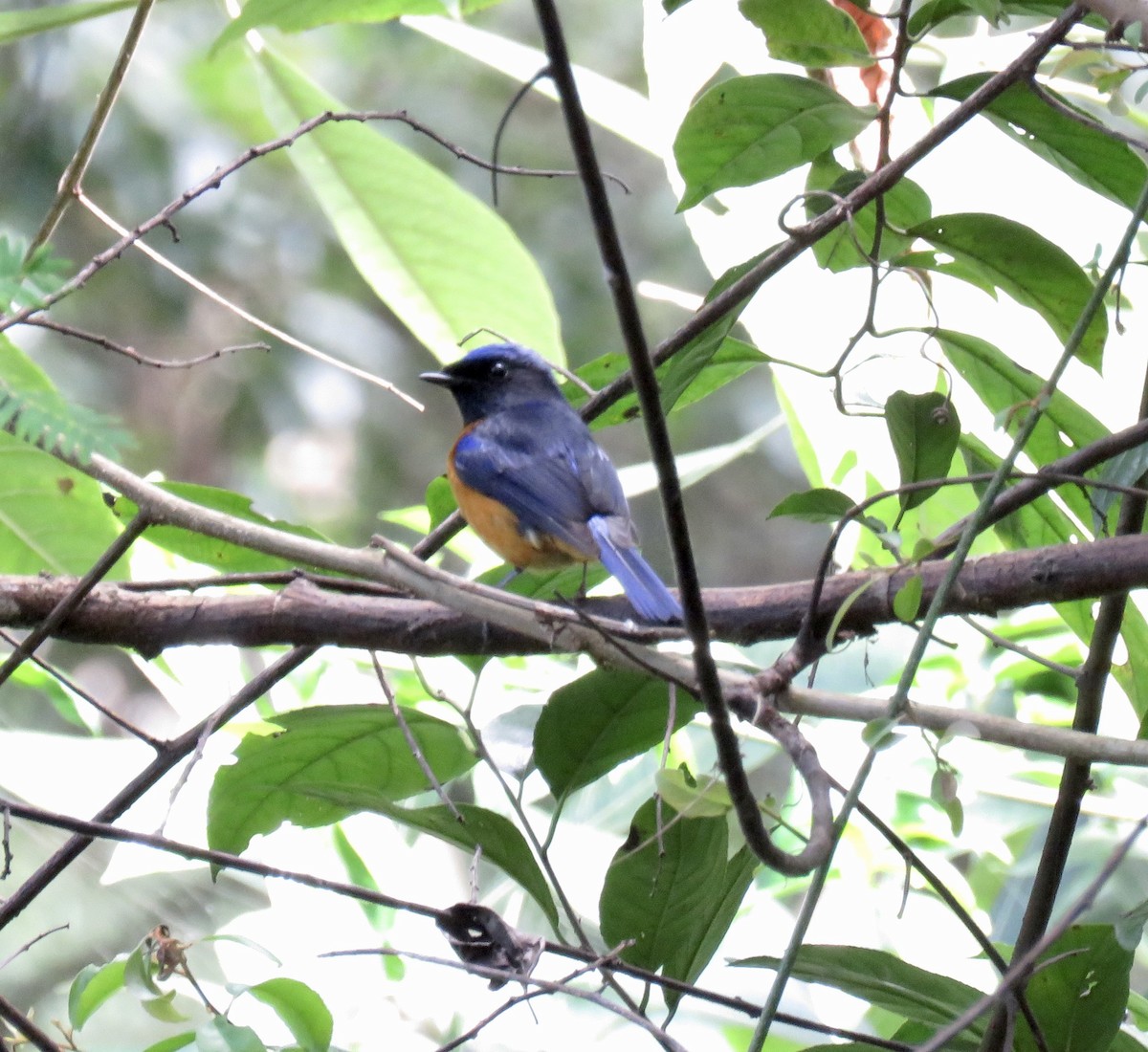 Rotbauch-Blauschnäpper - ML611119948