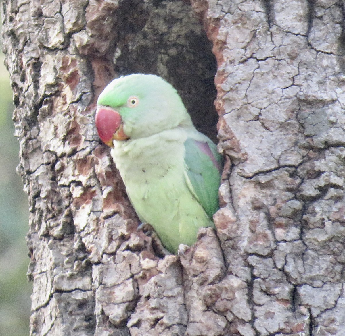 Alexandrine Parakeet - ML611119957