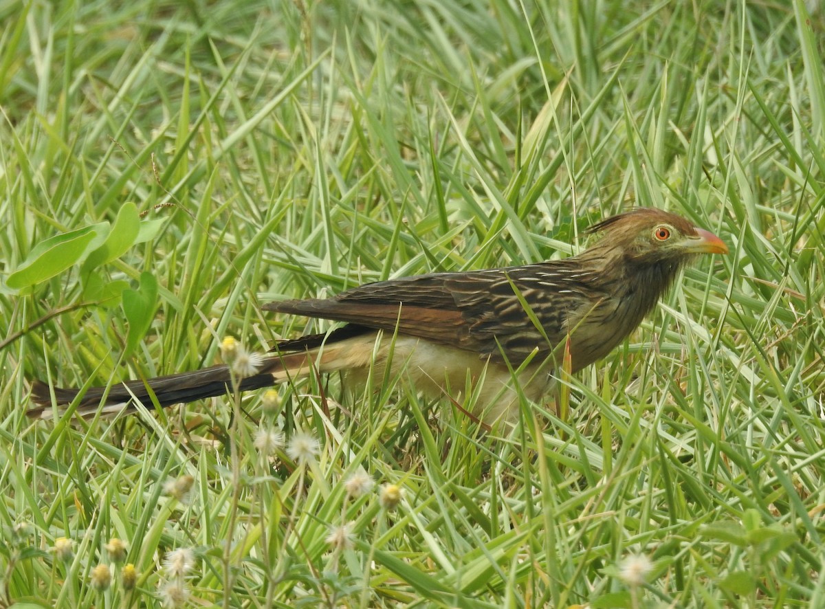 Guira Cuckoo - Kent Miller