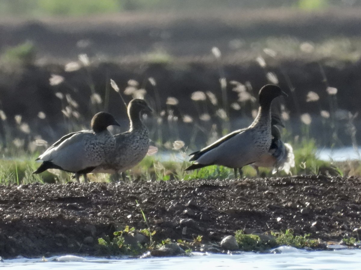 Maned Duck - ML611120057