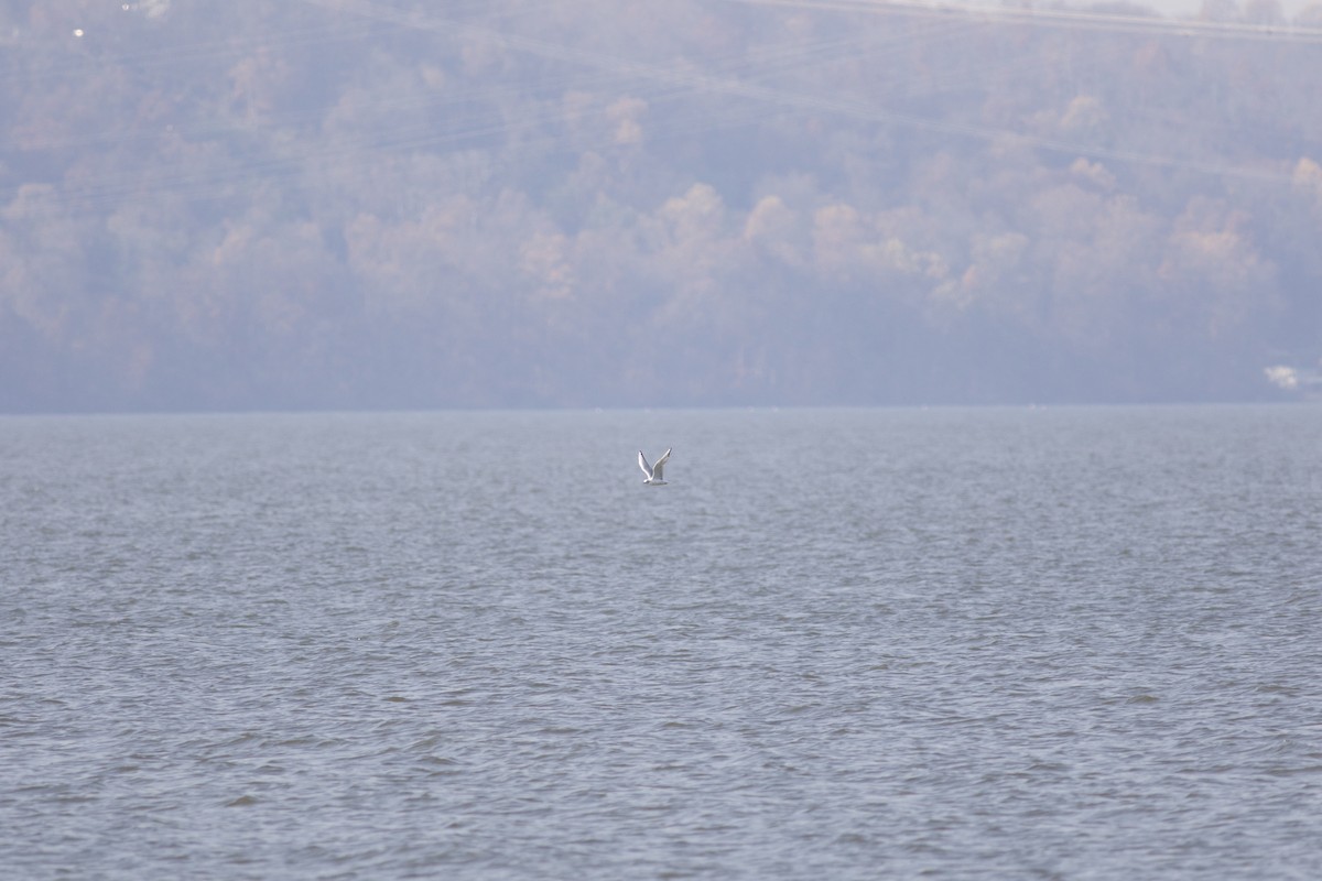 Bonaparte's Gull - ML611120068