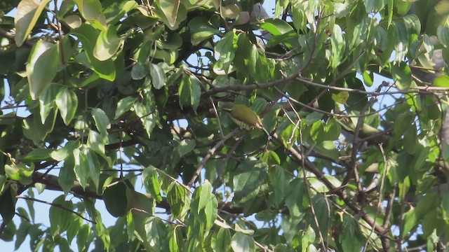 Speckled Piculet - ML611120081