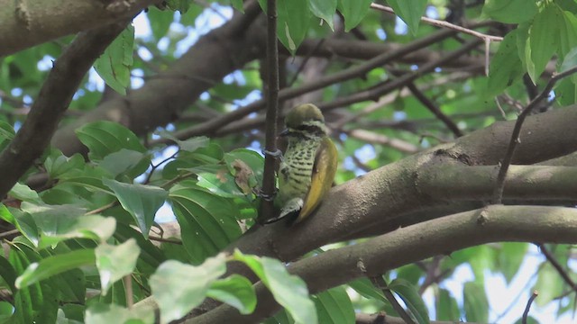 Speckled Piculet - ML611120082