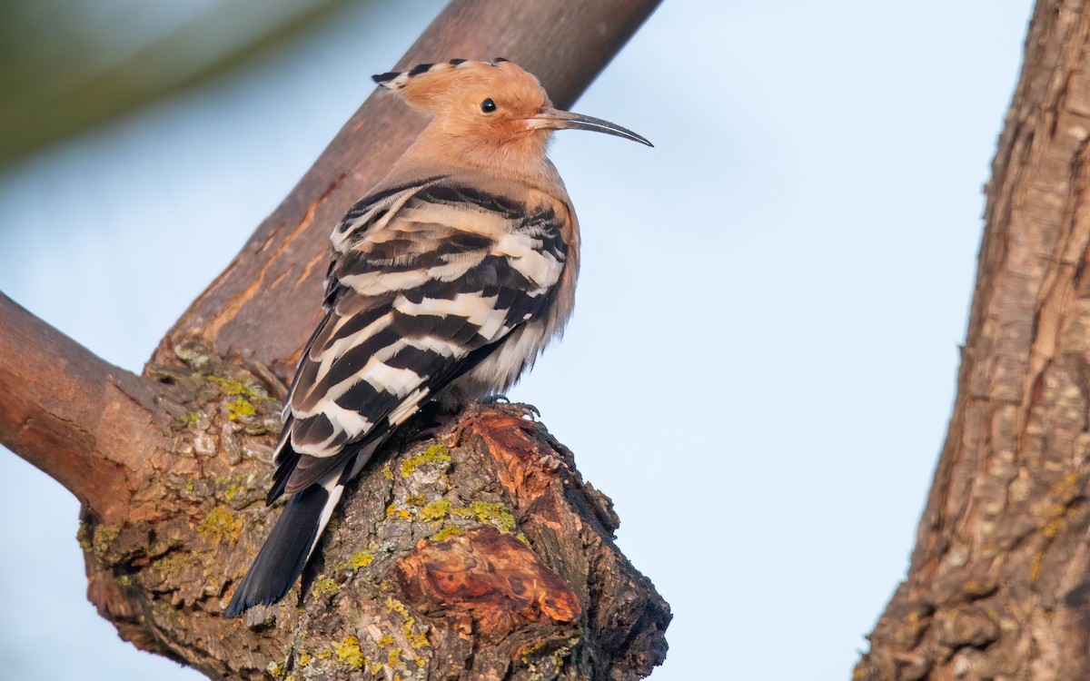 Eurasian Hoopoe - Andrés  Rojas Sánchez