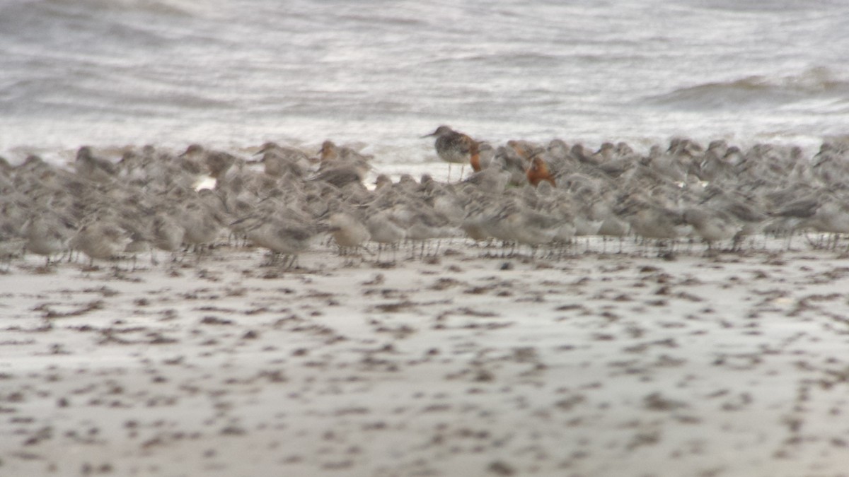 Great Knot - ML611120156
