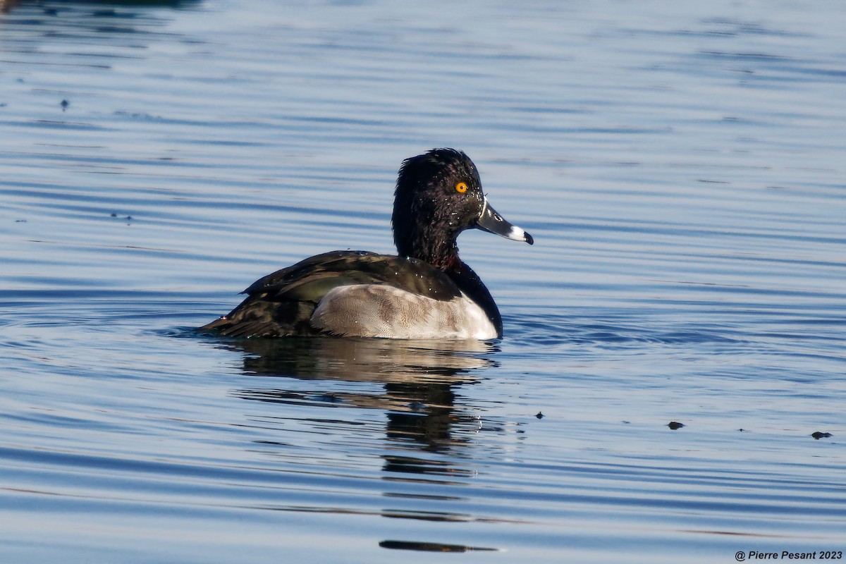 Ring-necked Duck - Pierre Pesant