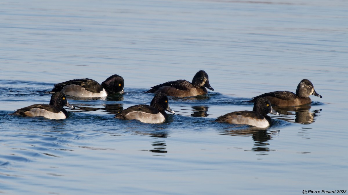 Ring-necked Duck - Pierre Pesant