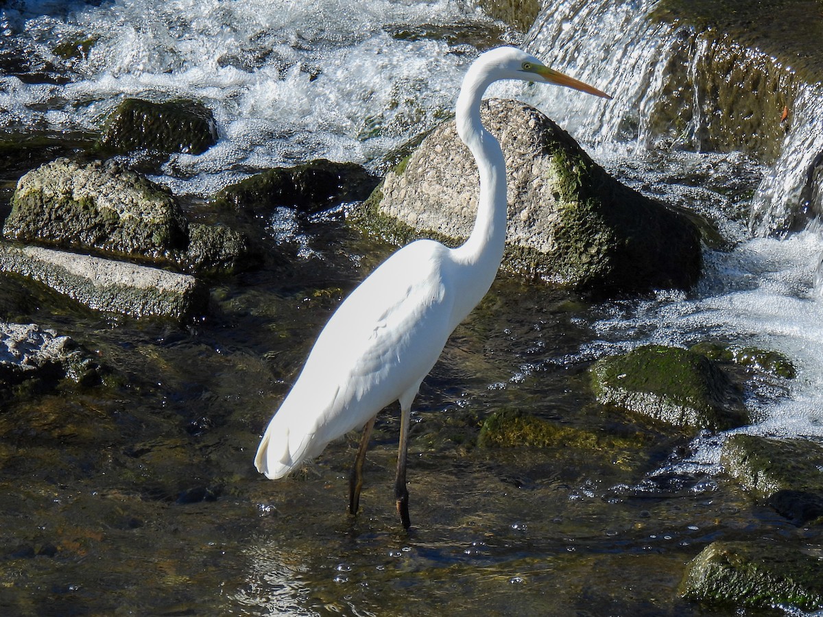 Grande Aigrette - ML611120298