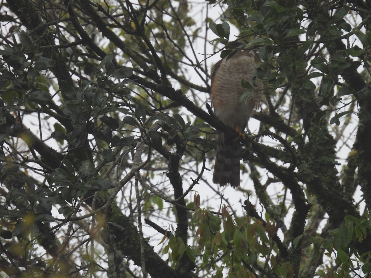 Sharp-shinned Hawk - ML611120329