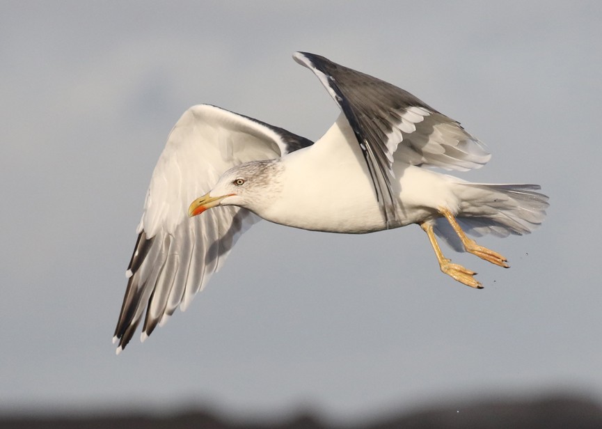 Lesser Black-backed Gull - ML611120346