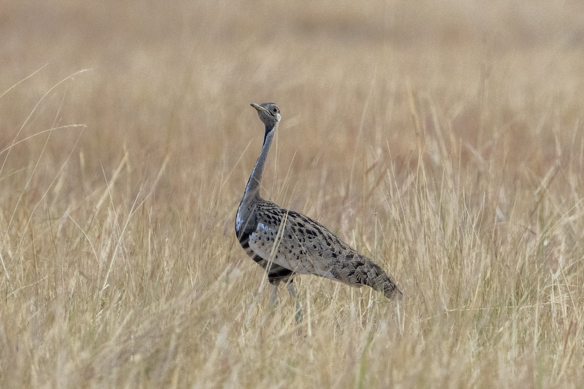 Black-bellied Bustard - ML611120438