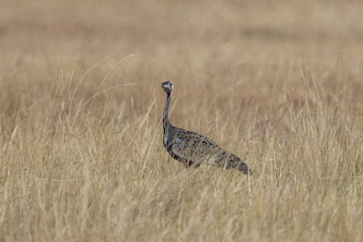 Black-bellied Bustard - ML611120439