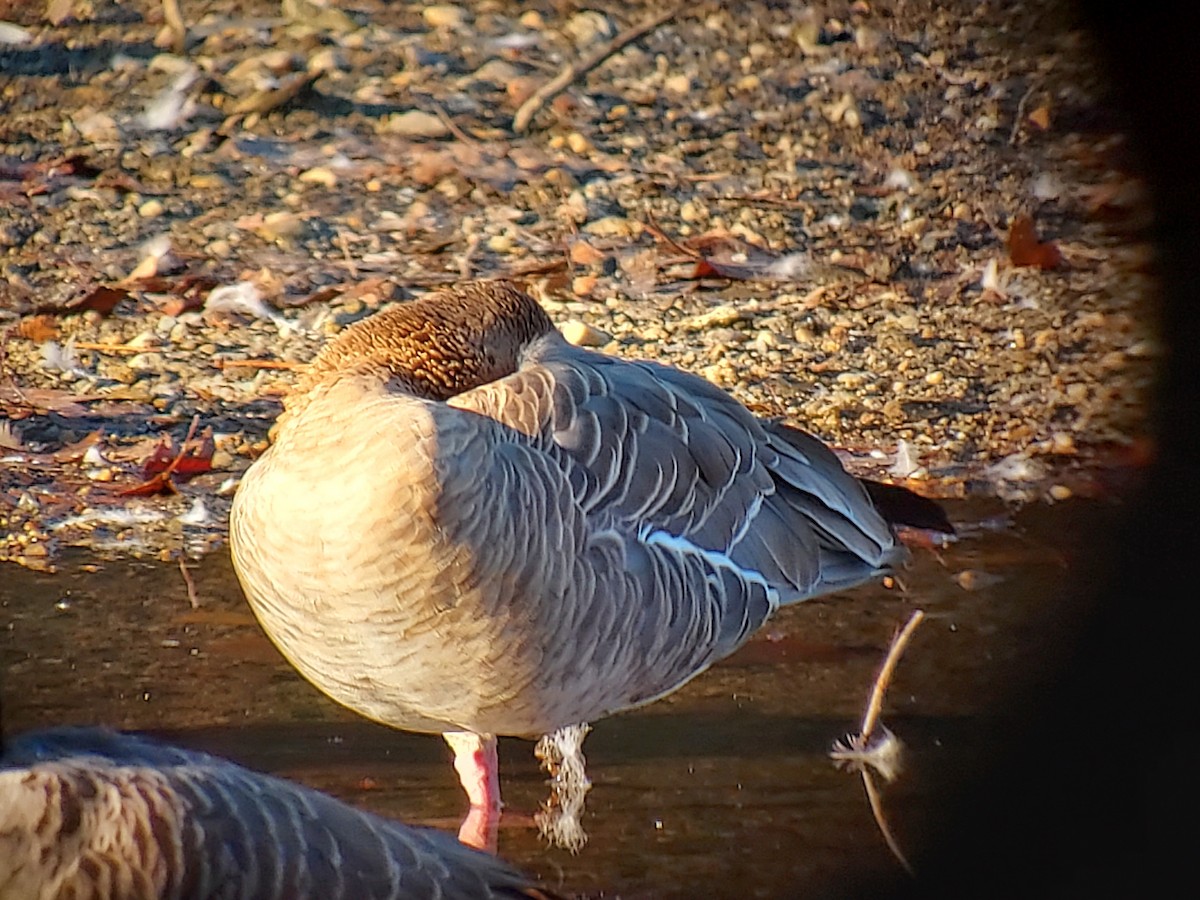 Pink-footed Goose - ML611120471