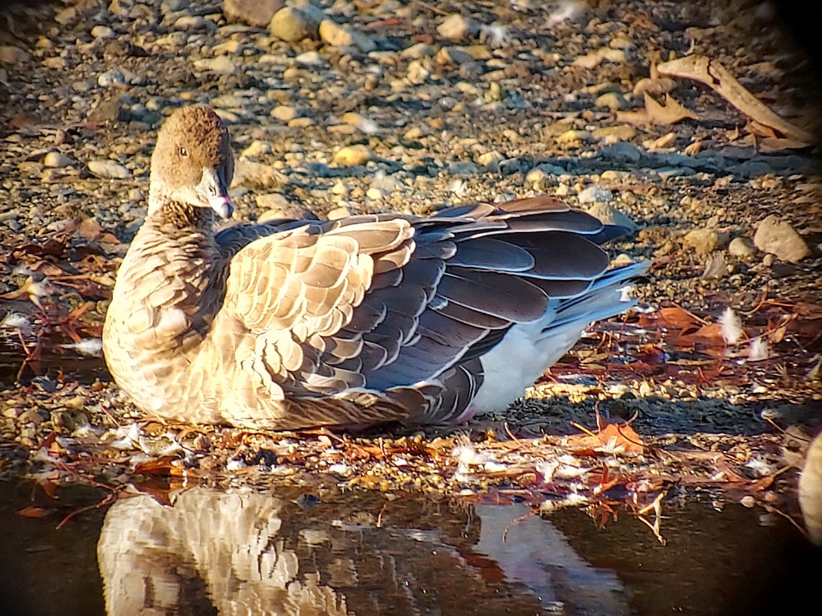 Pink-footed Goose - ML611120474
