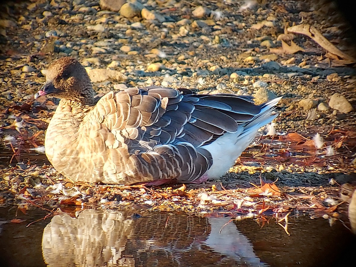 Pink-footed Goose - ML611120477