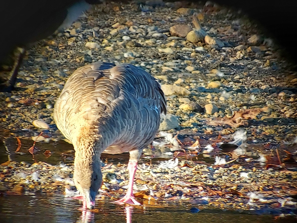 Pink-footed Goose - ML611120482