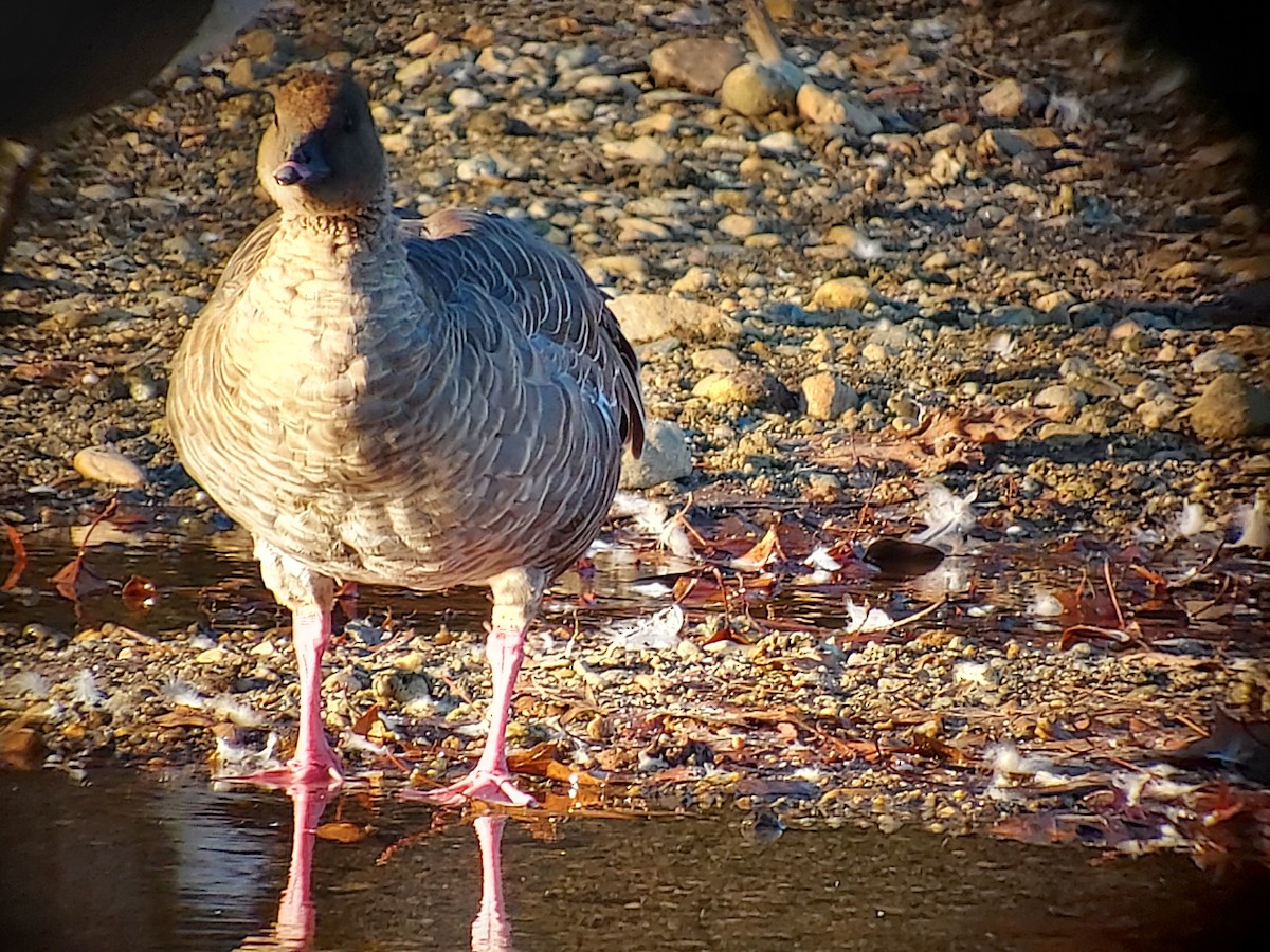 Pink-footed Goose - ML611120487