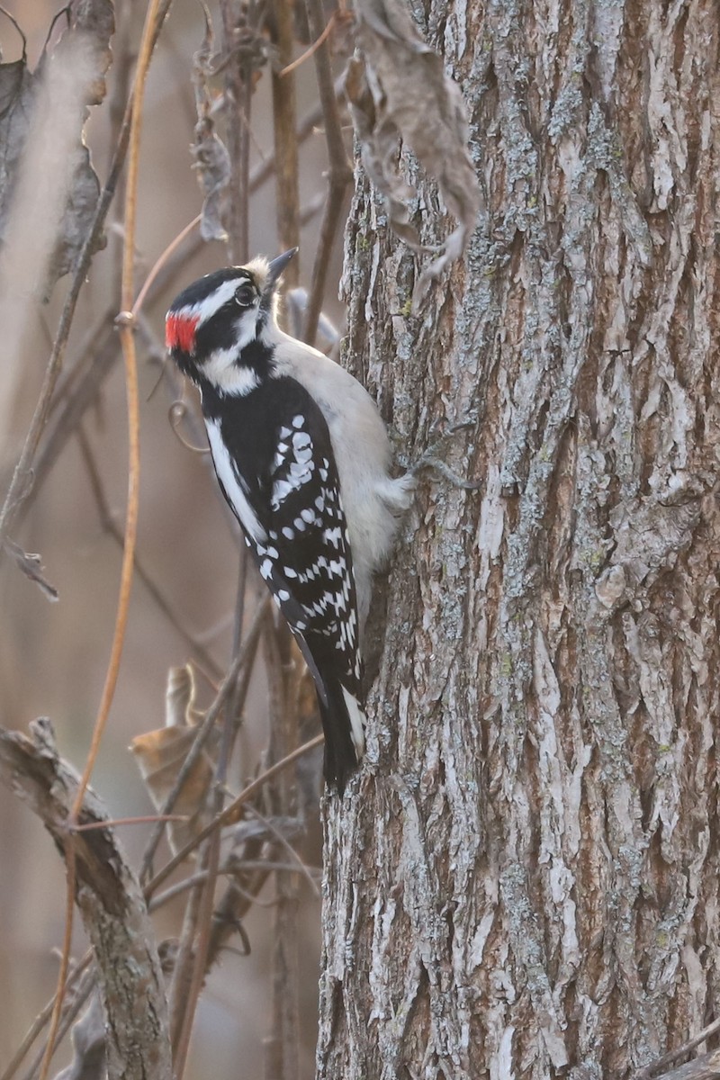 Downy Woodpecker - ML611120489