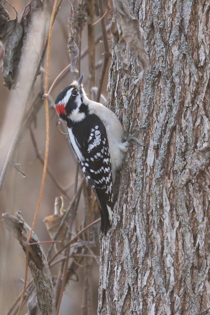 Downy Woodpecker - ML611120490