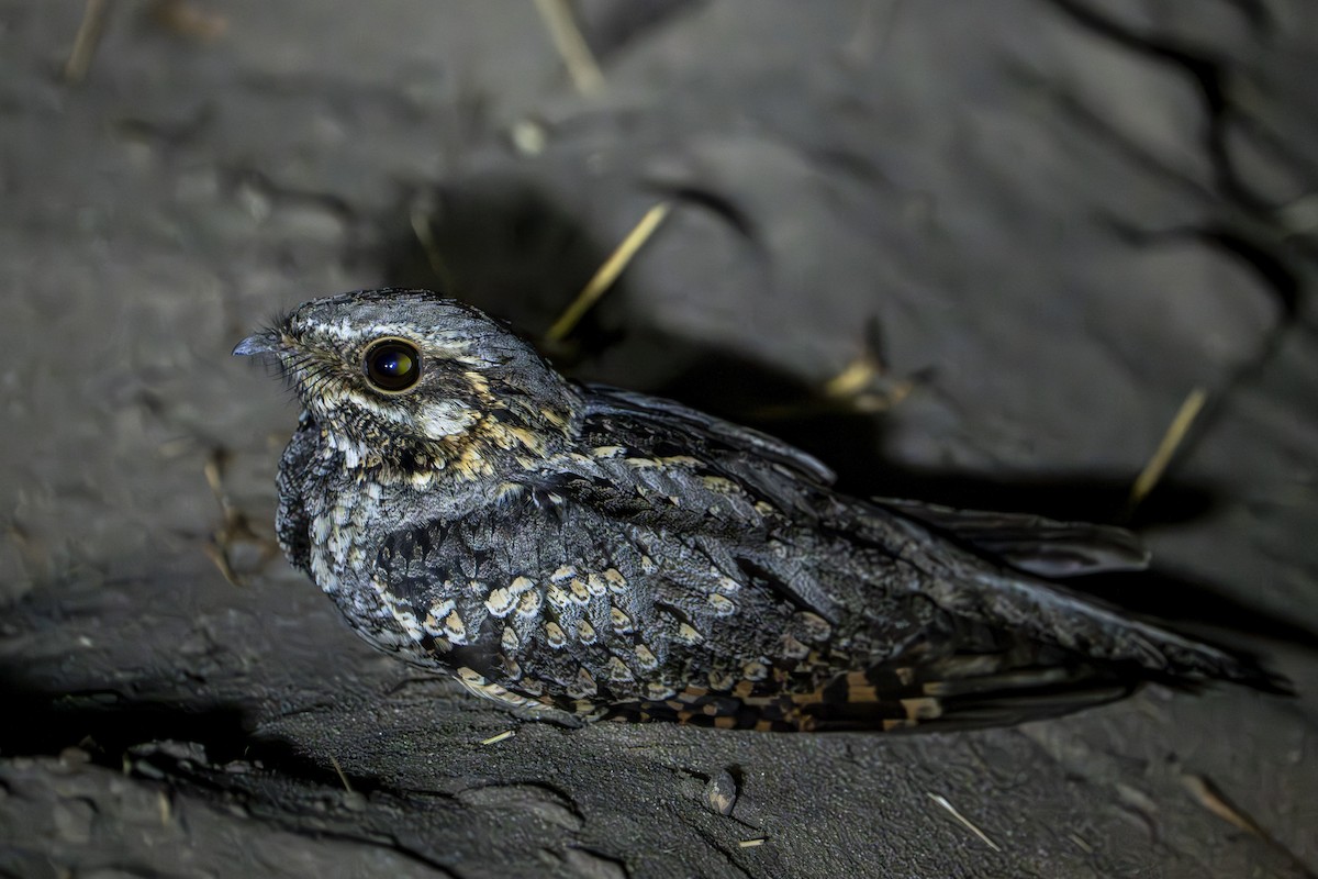 Square-tailed Nightjar - ML611120492