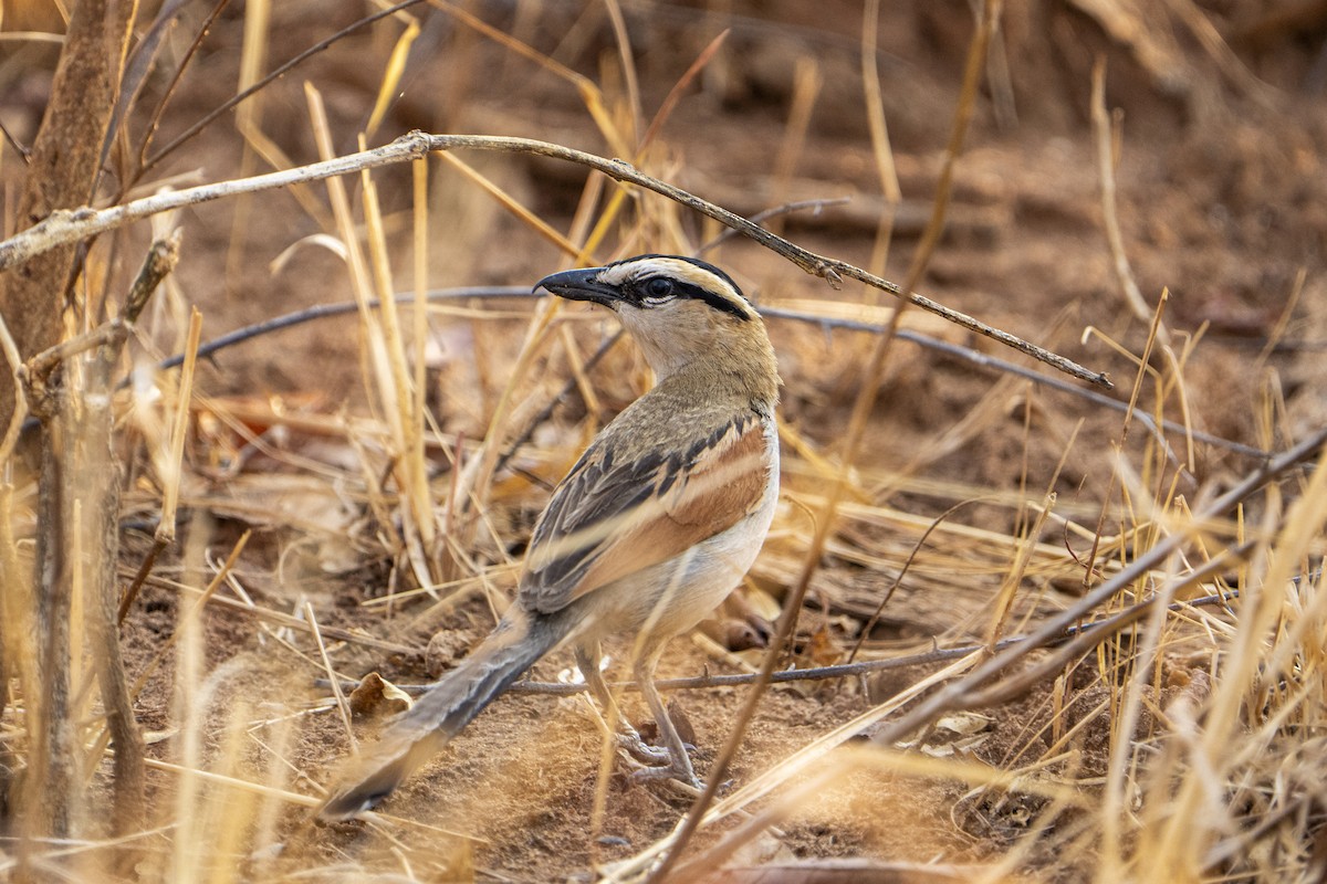 Black-crowned Tchagra - ML611120508