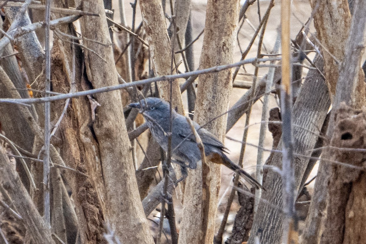 Chestnut-vented Warbler - ML611120510