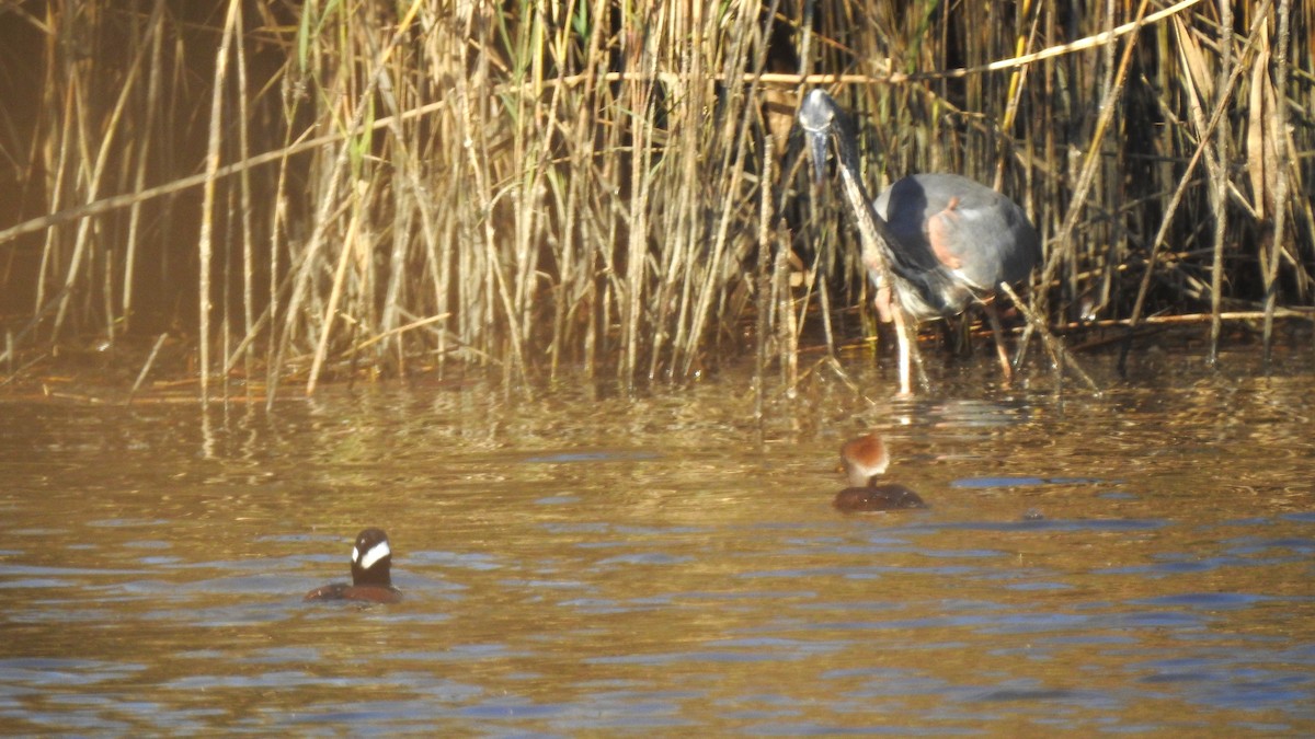 Great Blue Heron - Vincent Glasser