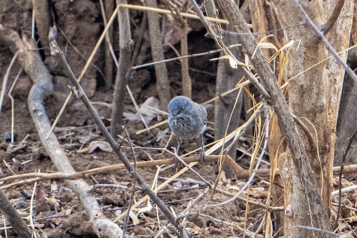 Chestnut-vented Warbler - ML611120513