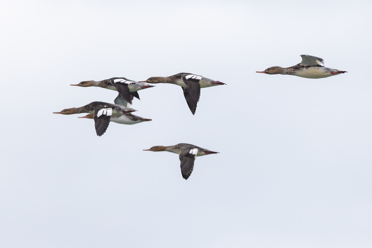 Red-breasted Merganser - Lyall Bouchard