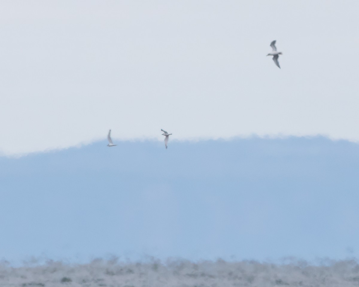 Black-legged Kittiwake - ML611120597