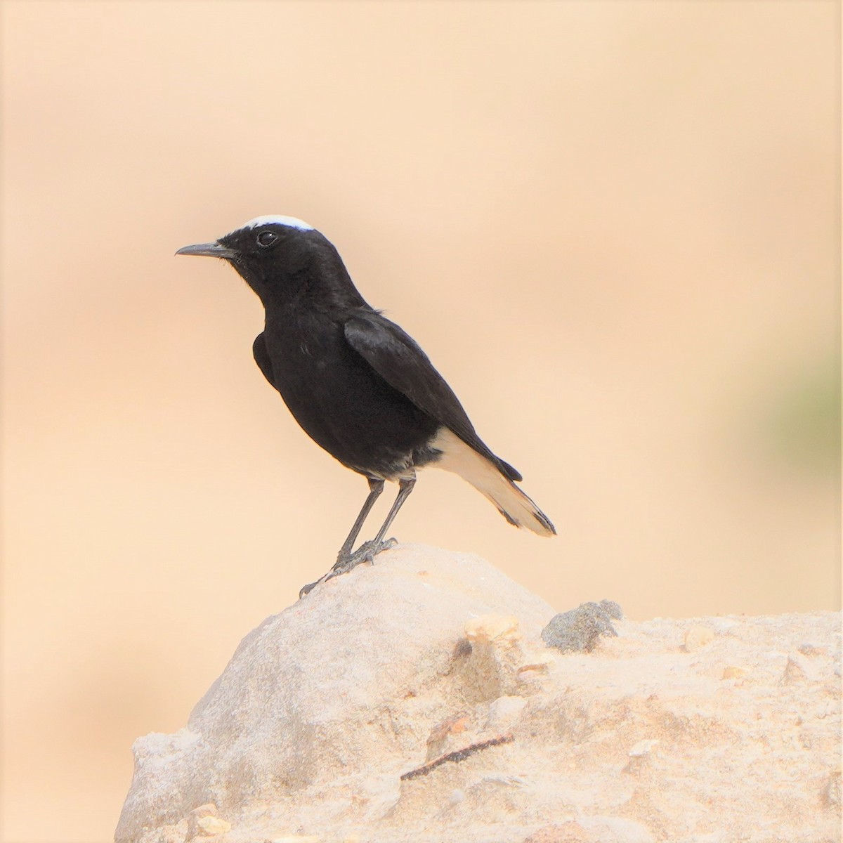 White-crowned Wheatear - Detlef Stremke