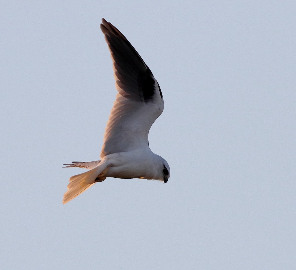 Black-shouldered Kite - ML611120655