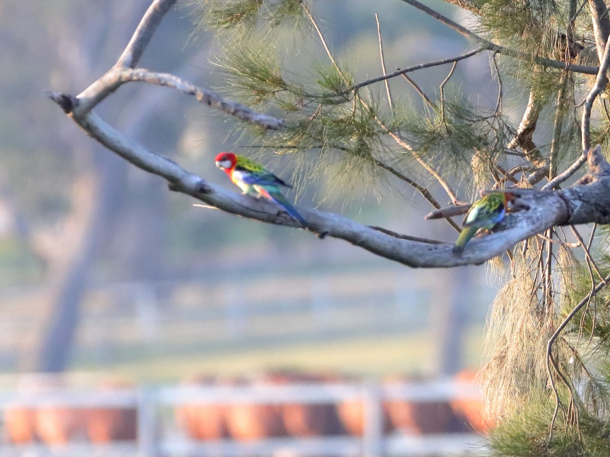 Eastern Rosella - ML611120660