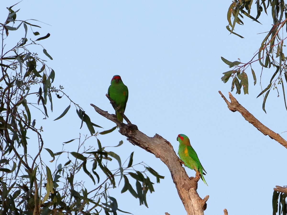 Musk Lorikeet - ML611120664