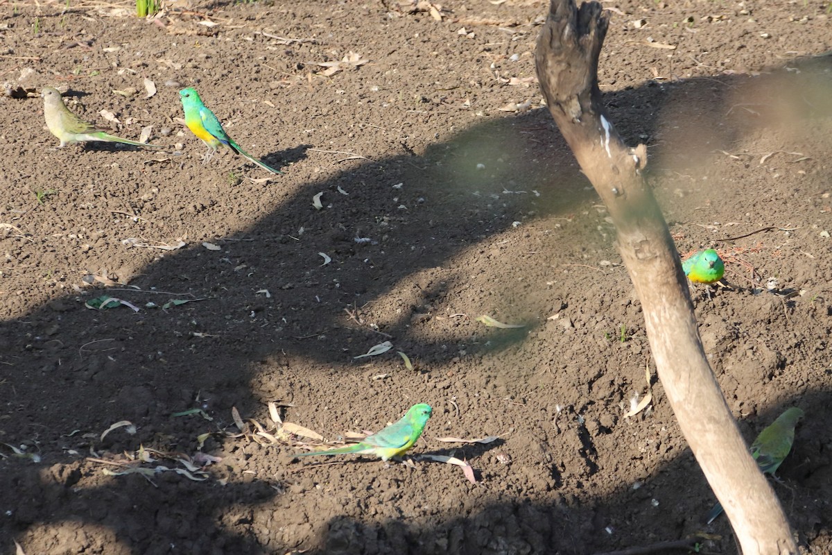 Red-rumped Parrot - ML611120665