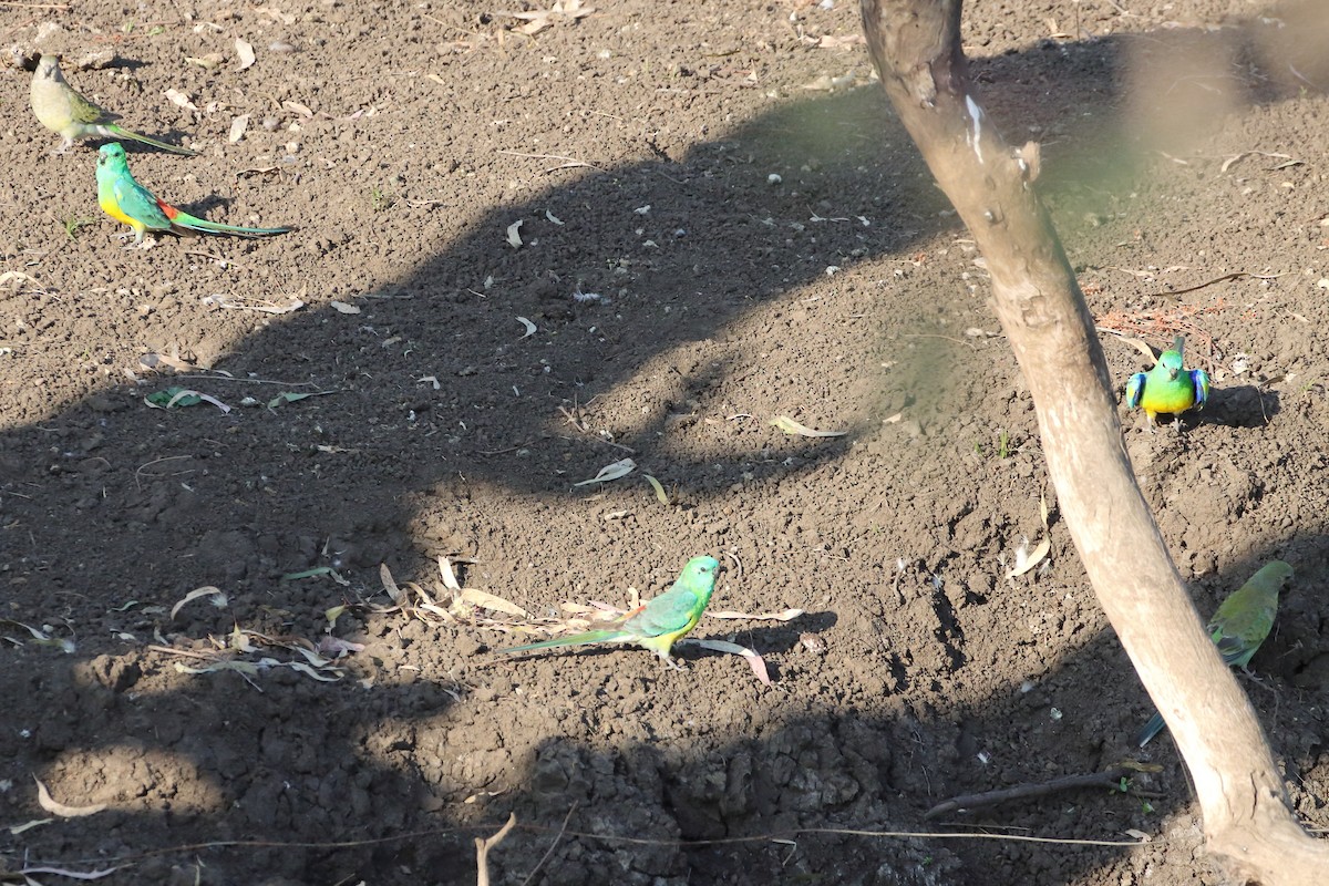Red-rumped Parrot - Rolo Rodsey