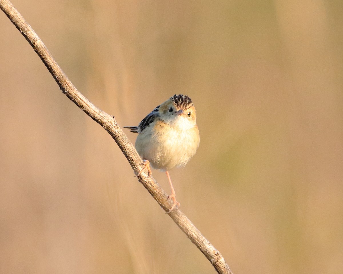 Golden-headed Cisticola - ML611120672