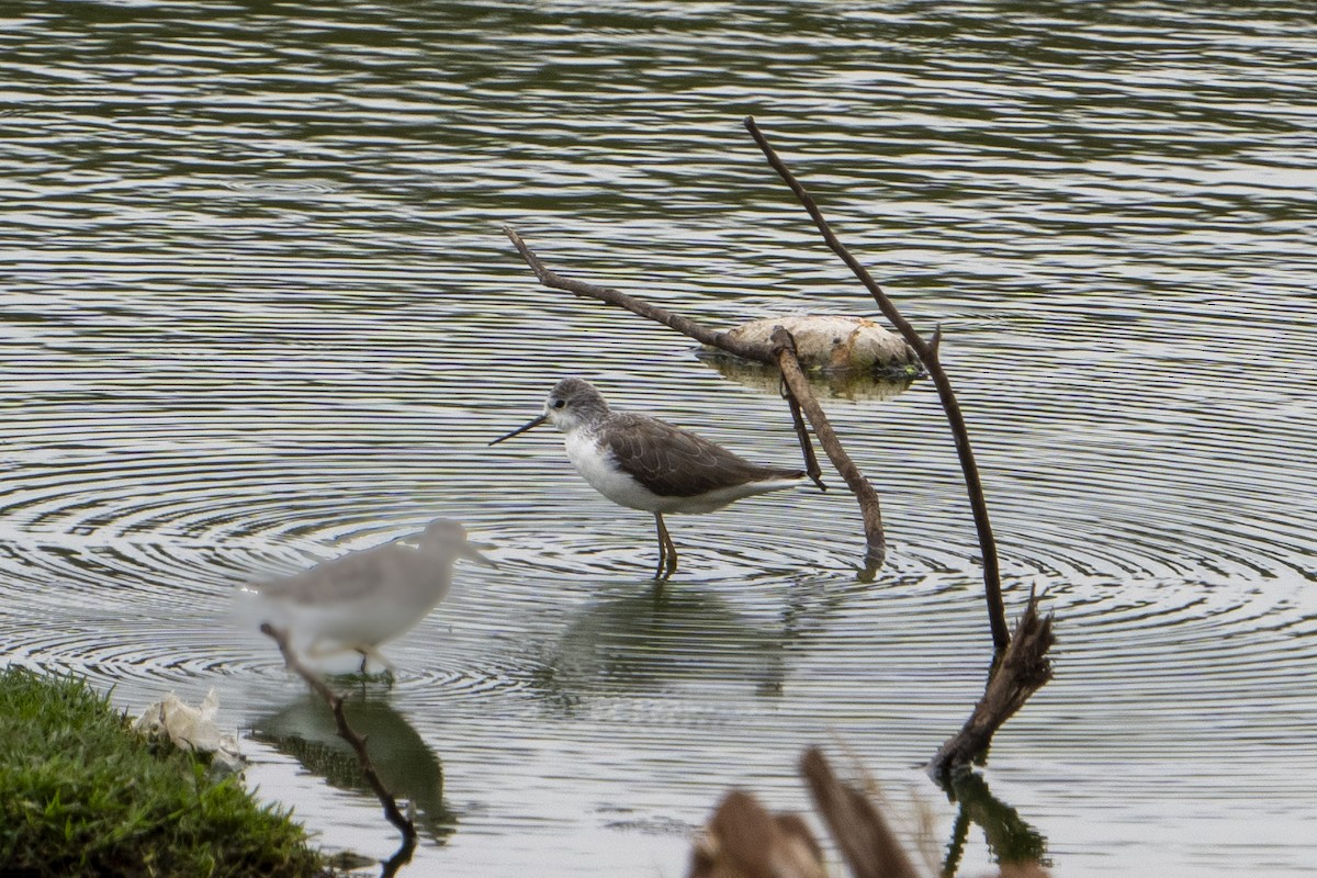 Teichwasserläufer - ML611120690