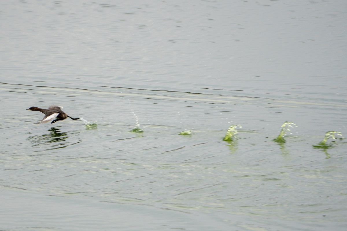 Little Grebe - graham cochrane