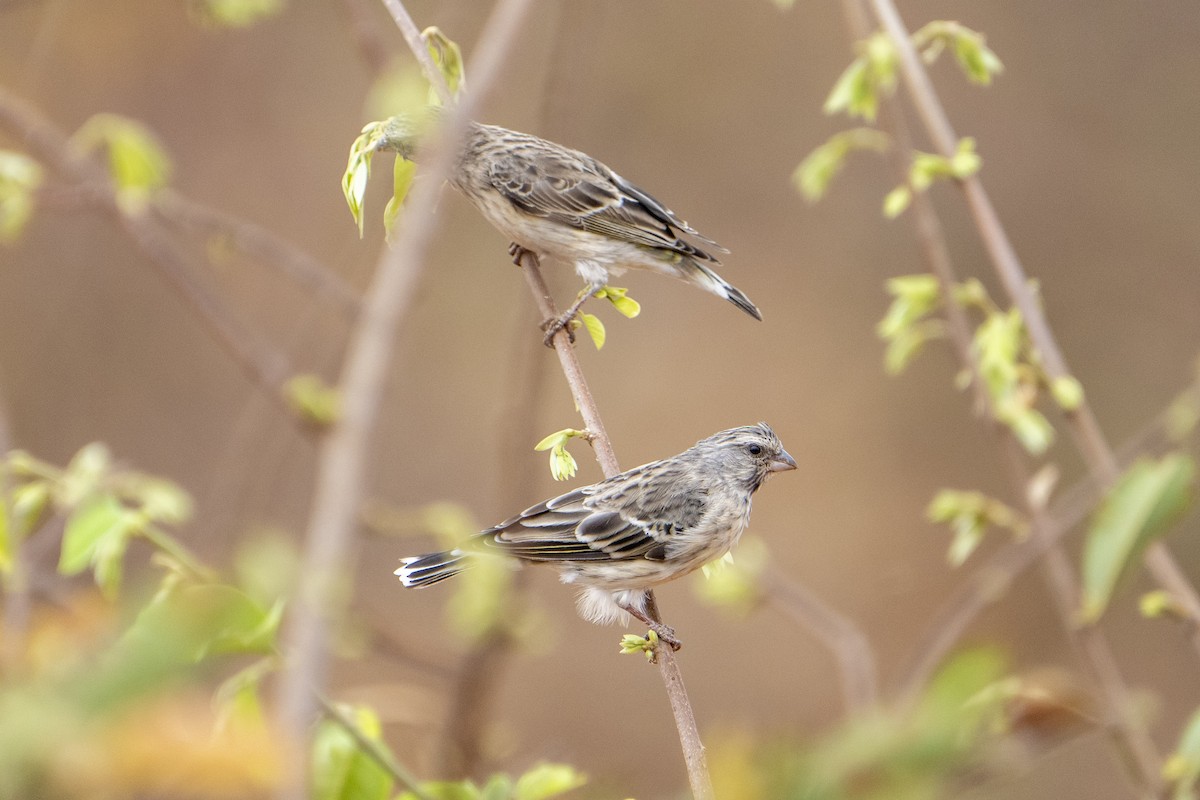 Black-throated Canary - graham cochrane