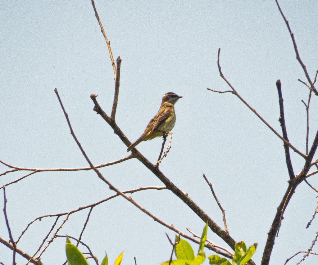 Piratic Flycatcher - Felipe Souza