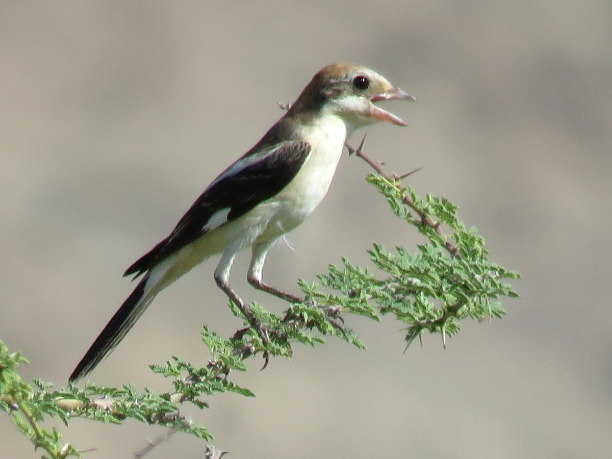 Woodchat Shrike (Caucasian) - ML611120774