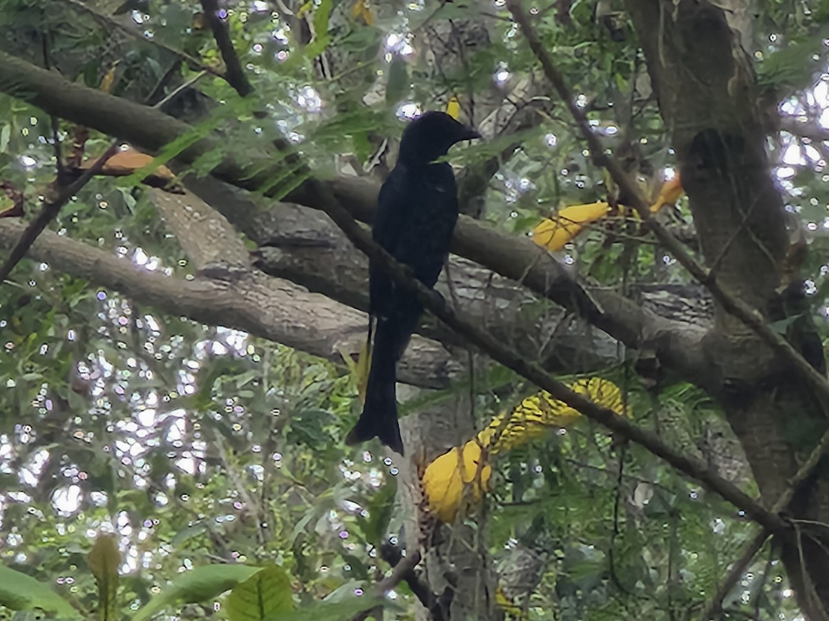 Crow-billed Drongo - ML611120809