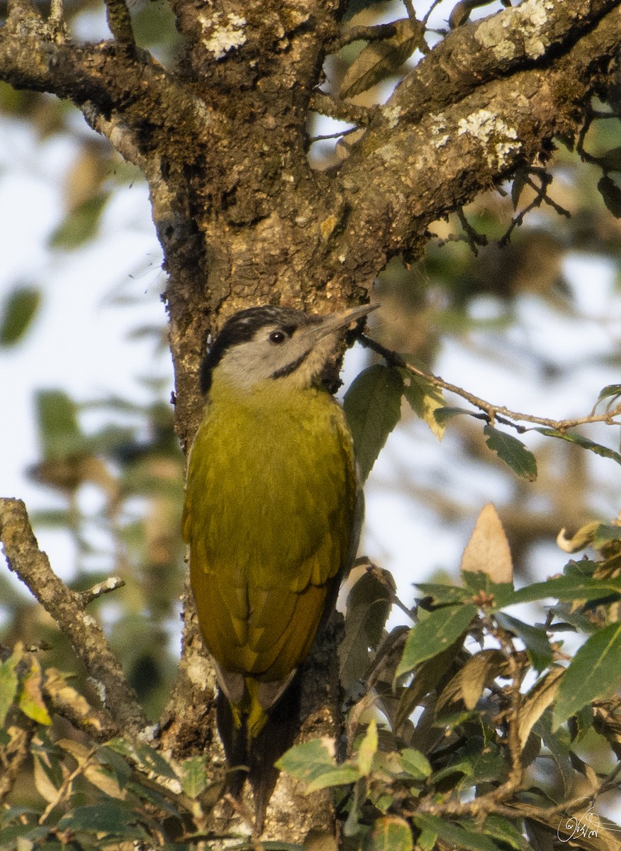 Gray-headed Woodpecker - Prasil Biswas