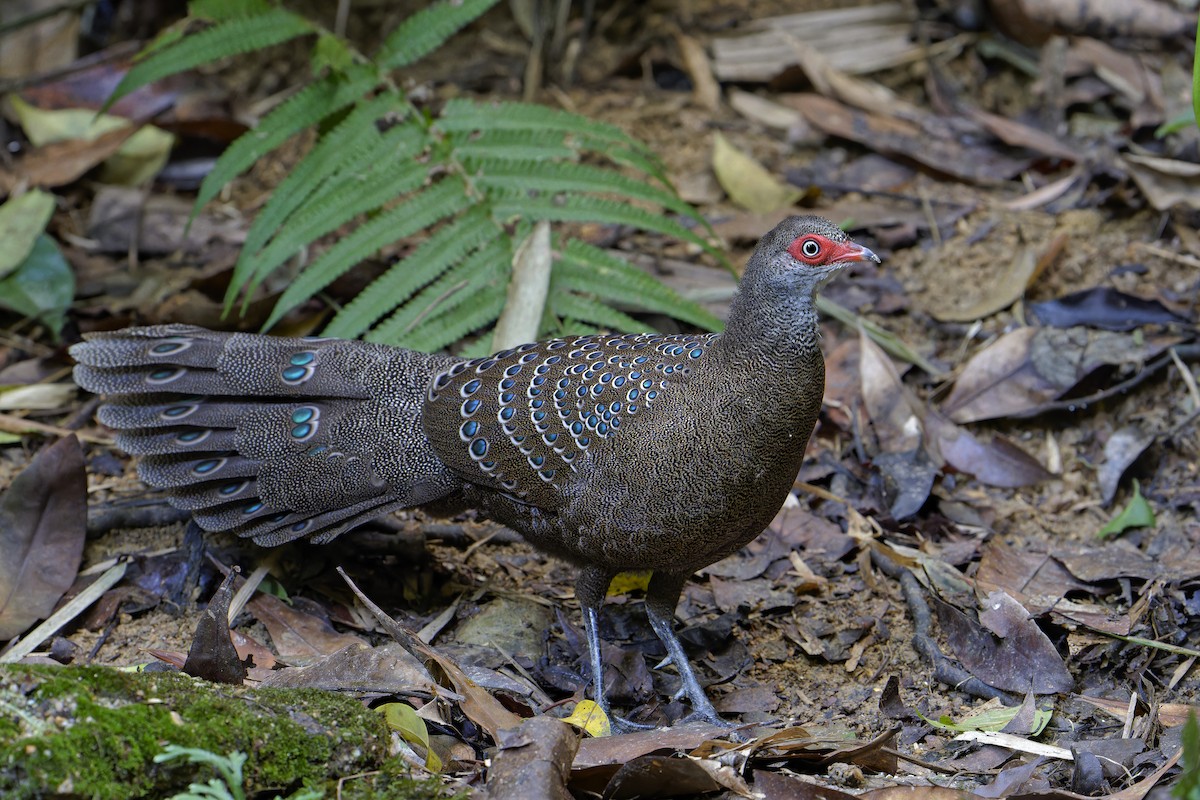 Hainan Peacock-Pheasant - Bao ge