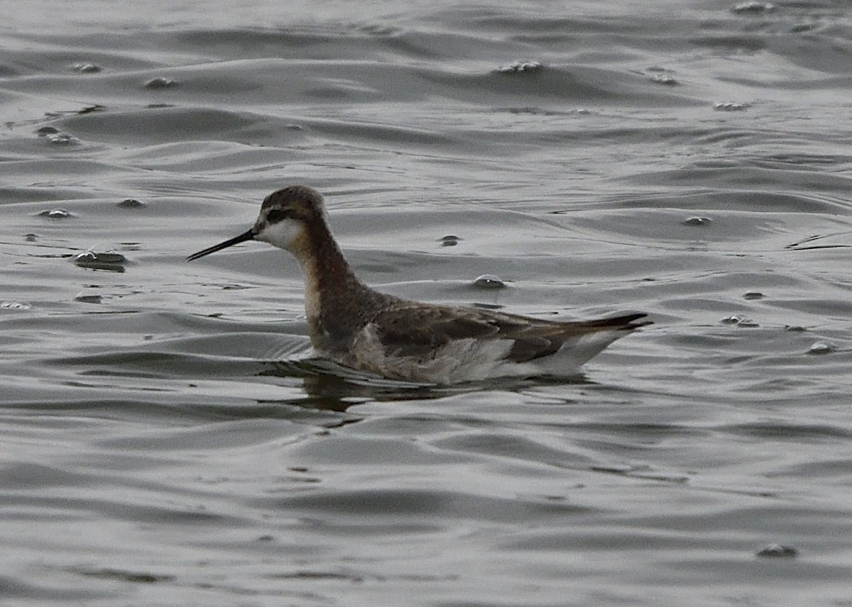 Wilson's Phalarope - Alain Richard