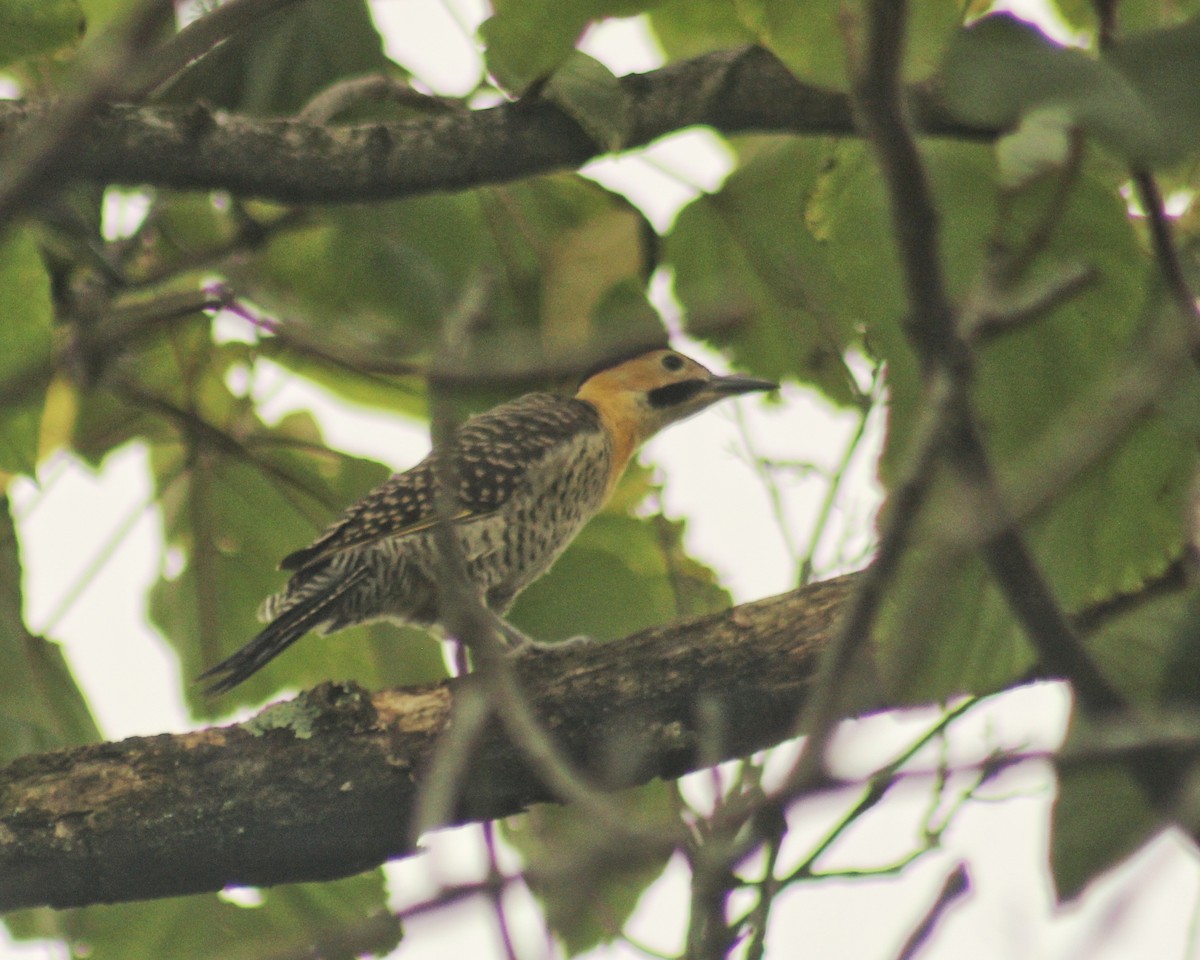 Campo Flicker (Field) - ML611121112