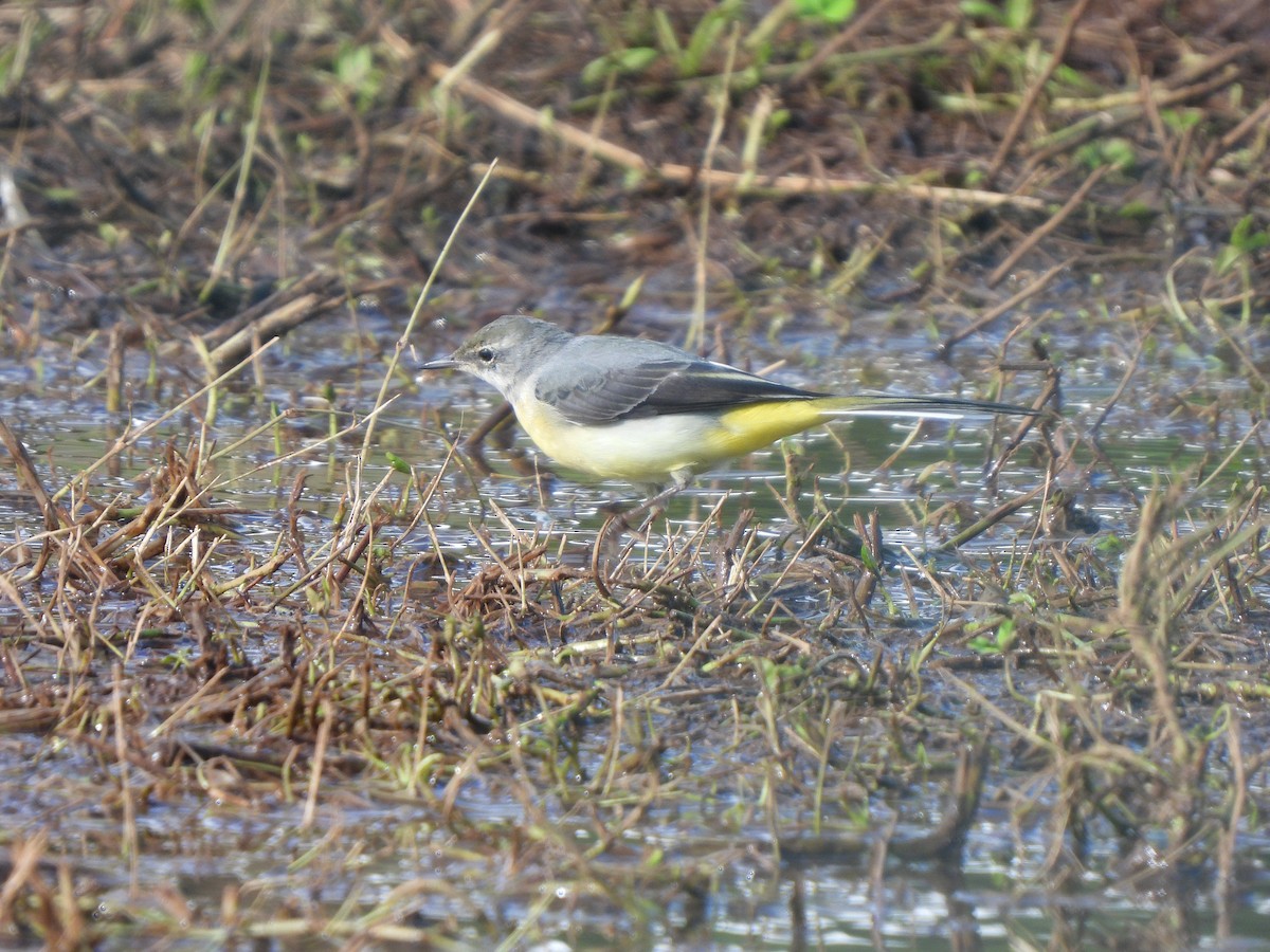 Gray Wagtail - Teresa Cohen