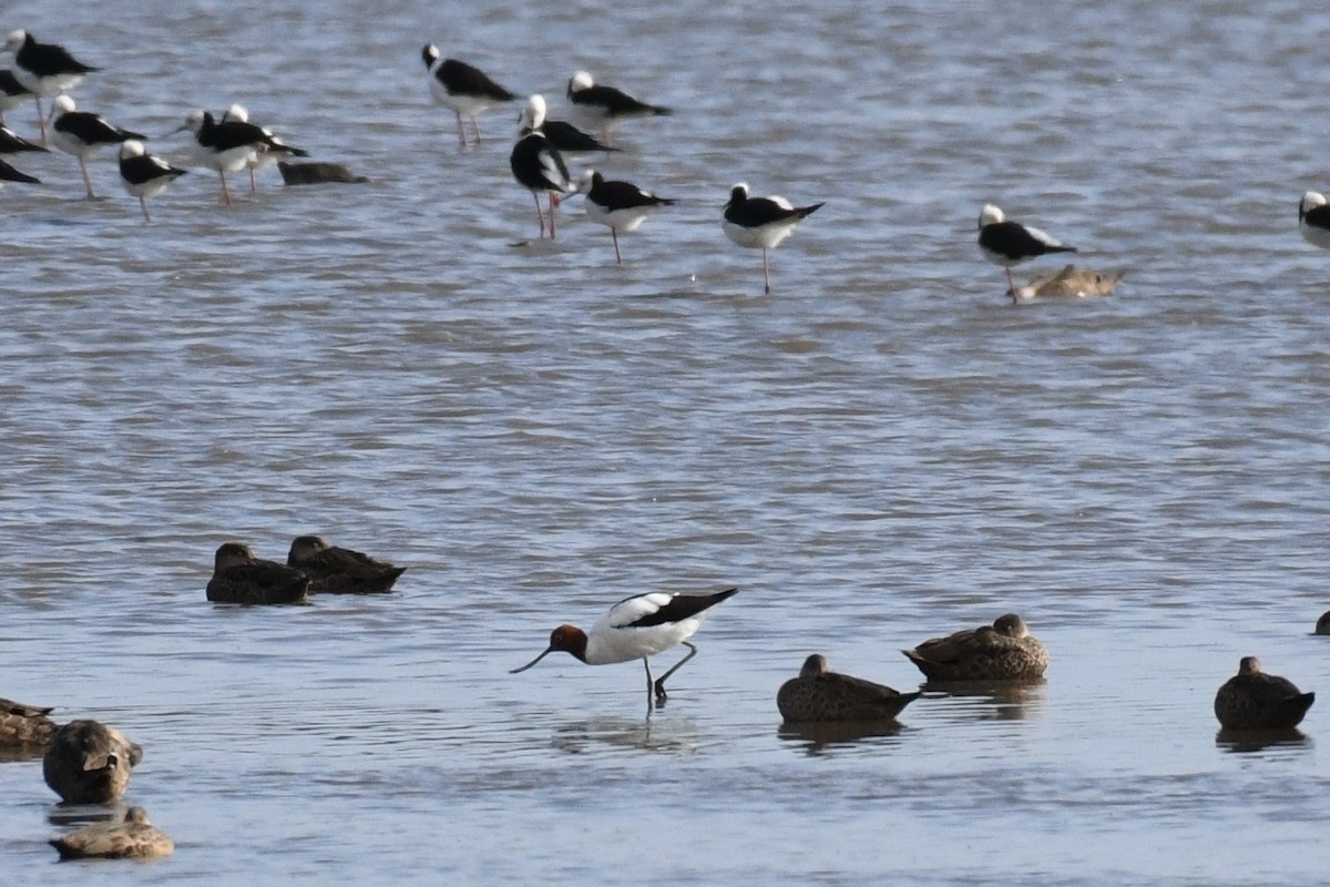 Red-necked Avocet - ML611121230
