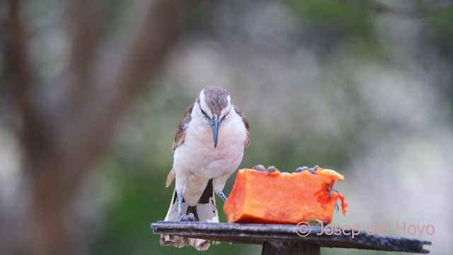 Bicolored Wren - ML611121277